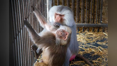 'Toshkent hayvonot bog`iga yangi maymunlar keltirildi'ning rasmi