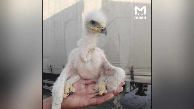 Изрображение 'В России трех птенцов степного орла обнаружили в фуре, следующей из Узбекистана'