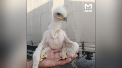 Изрображение 'В России трех птенцов степного орла обнаружили в фуре, следующей из Узбекистана'