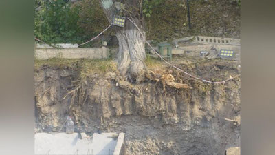 Изрображение 'В Ташкенте пройдет общественное слушание по вопросу спасения деревьев в зоне строительства метро'