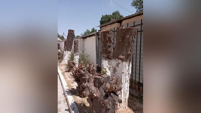 Изрображение 'По факту уничтожения деревьев во дворе школы в Ташкенте возбуждено уголовное дело'