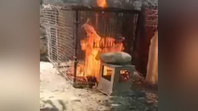 'Farg`onada bir necha erkak mushukni qafasga qamab, tiriklayin yoqib yubordi (18+ video)'ning rasmi