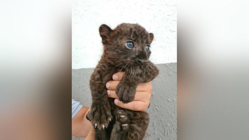 'Toshkent hayvonot bog`ida jajji qora pantera tug`ildi'ning rasmi