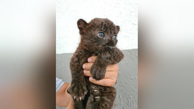 'Toshkent hayvonot bog`ida jajji qora pantera tug`ildi'ning rasmi