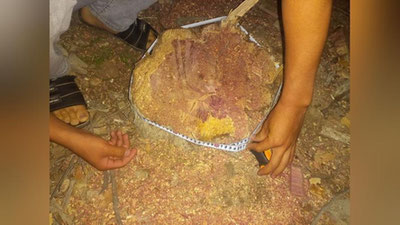 Изрображение 'В Джизакской области остановили незаконную вырубку деревьев вдоль трассы'