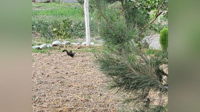 Изрображение 'В Наманганской области выпустили в дикую природу редкое животное'