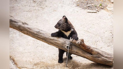 Изрображение 'В Ташкентском зоопарке показали подросшего гималайского медвежонка'