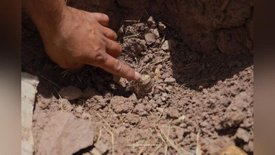 Изрображение 'В Узбекистане продолжают уничтожать таджикскую ферулу: ущерб в Сурхандарье составил почти 1 млрд сумов'