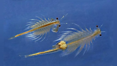 'Орол денгизи ҳудудидан ноқонуний тарзда артемия систаларини йиғиб олаётганлар ушланди (фото)'ning rasmi