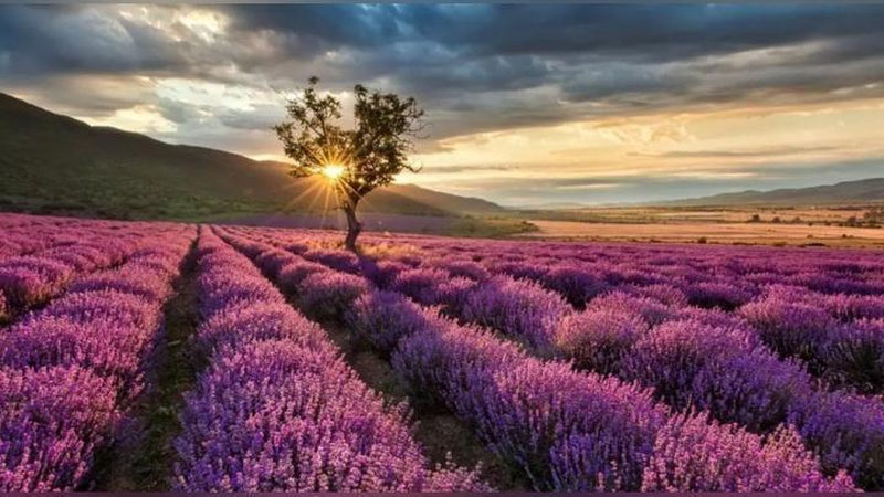 'Ko`hna tarixi, salda ko`li va lavanda dalalari bilan mashhur – Burdur'ning rasmi