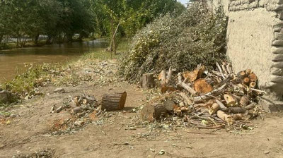 Изрображение 'Депутаты приняли закон, повышающий штраф за вырубку деревьев'