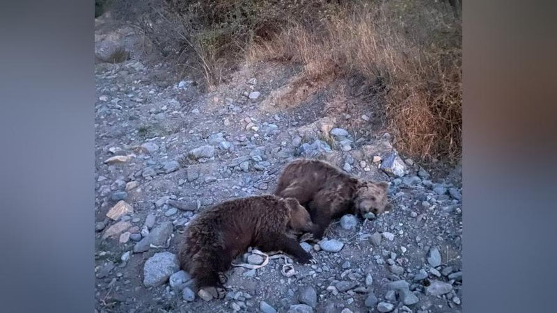 Изрображение 'Двоих медвежат, замеченных у поселка в Кашкадарье, усыпили и отвезли в заповедник (видео)'