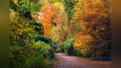 'Ботаника боғи Тошкент ҳокимлиги тасарруфига ўтказилмоқда. Экопартия норозилик билан чиқди'ning rasmi