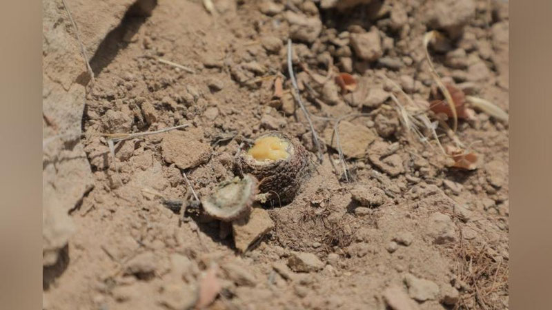 'Сурхондарёда Қизил китобга киритилган 611 тўп “Тожик ковраги” кесиб кетилди'ning rasmi