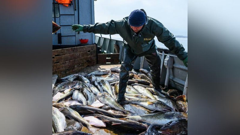 'Россия Япониядан балиқ ва денгиз маҳсулотлари импортини чеклади'ning rasmi