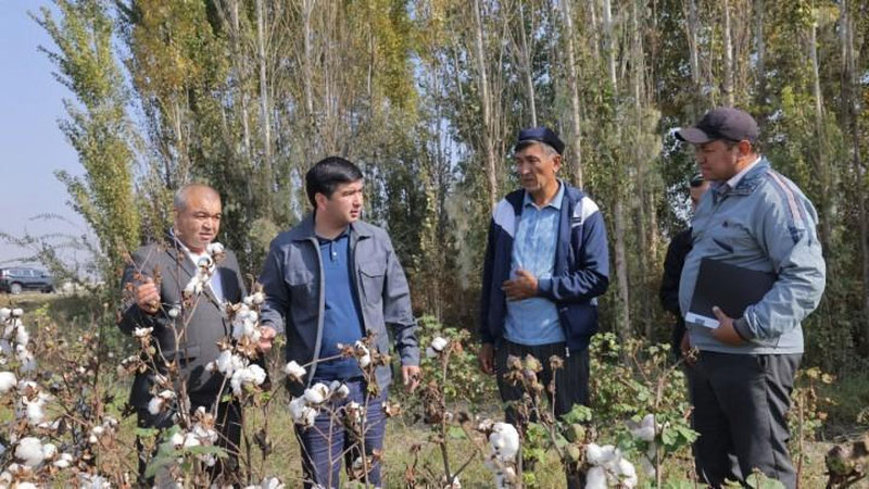 Изрображение 'Министр сельского хозяйства напомнил, что цены на хлопок теперь определяет рынок'