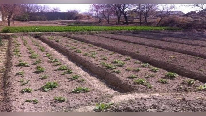 'Ўзбекистонда томорқаси катта хонадонларда нафақа олиш имконияти кўпаймоқда'ning rasmi