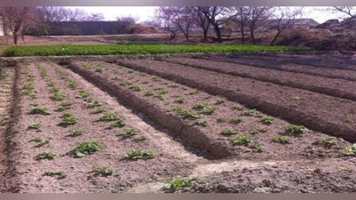 'Ўзбекистонда томорқаси катта хонадонларда нафақа олиш имконияти кўпаймоқда'ning rasmi