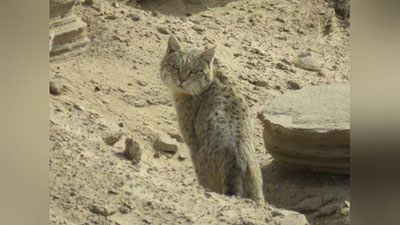 Изрображение 'Степная кошка попала в фотоловушку Кызылкумского заповедника'