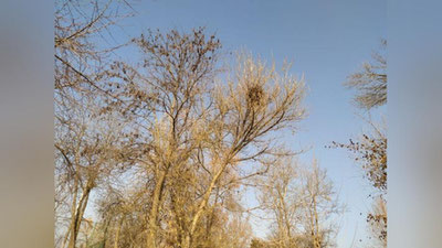 Изрображение 'В Узбекистане в ближайшие дни будет тепло'