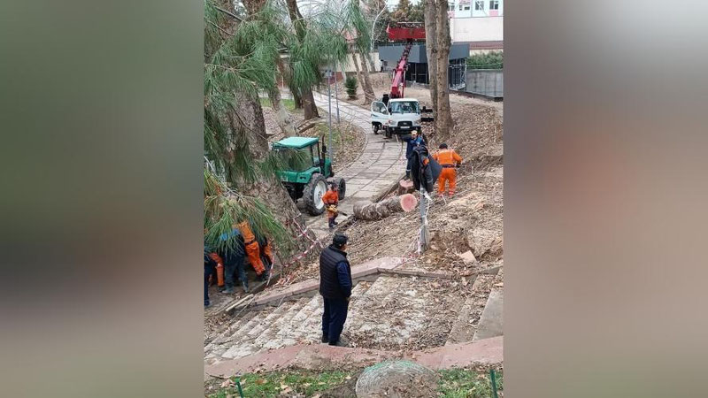 Изрображение 'Огромную чинару спилили в тихой зеленой зоне у Анхора в Ташкенте'