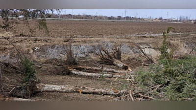 'Kasbida 150 ta daraxtni qo`porib, tabiatga 1 milliard so`mdan ortiq zarar etkazildi'ning rasmi