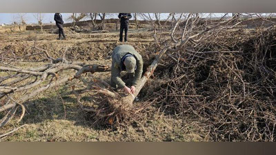 Изрображение 'В Кашкадарье в рамках реконструкции канала вырубили 150 деревьев'