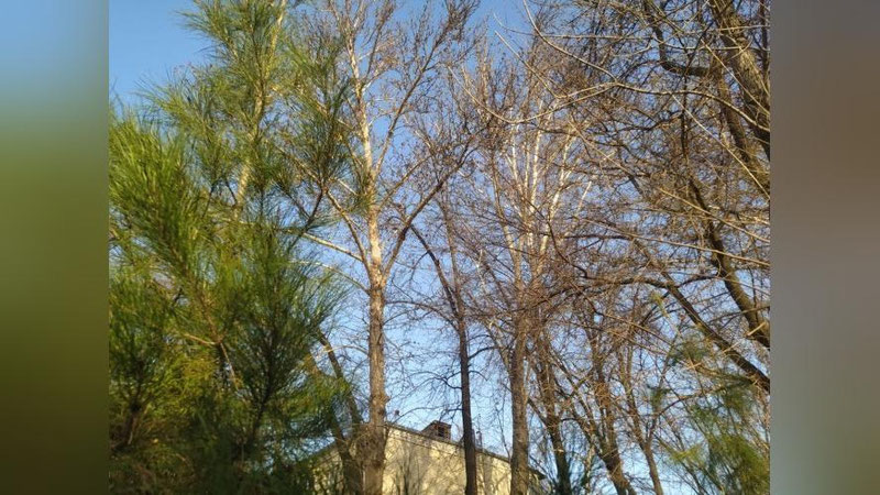 Изрображение 'В Ташкенте, Самарканде и Нукусе установлены температурные рекорды'