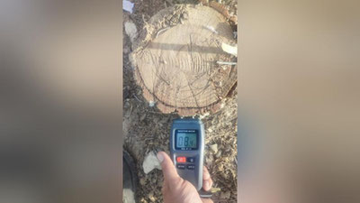 Изрображение 'Директор школы в Гузаре инициировал вырубку 40 эльдарских сосен на территории'