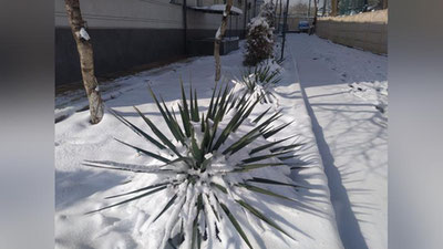 Изрображение 'Зима уходить не торопится: погода в Узбекистане на первый весенний уикенд'