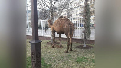 Изрображение 'В Ташкенте у парка "Навруз" заметили привязанного верблюда "в плохом состоянии"'