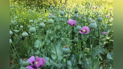 'Farg`onada 1800 tup ko`knori etishtirayotgan shaxs qo`lga olindi'ning rasmi