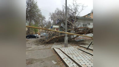 Изрображение 'В Учтепе и на Чиланзаре устраняют последствия падения деревьев (фото)'