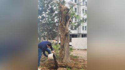 'Yunusobod tumanida niqobli shaxslar tunda ekskavator yordamida daraxtni qo`porib oldi'ning rasmi