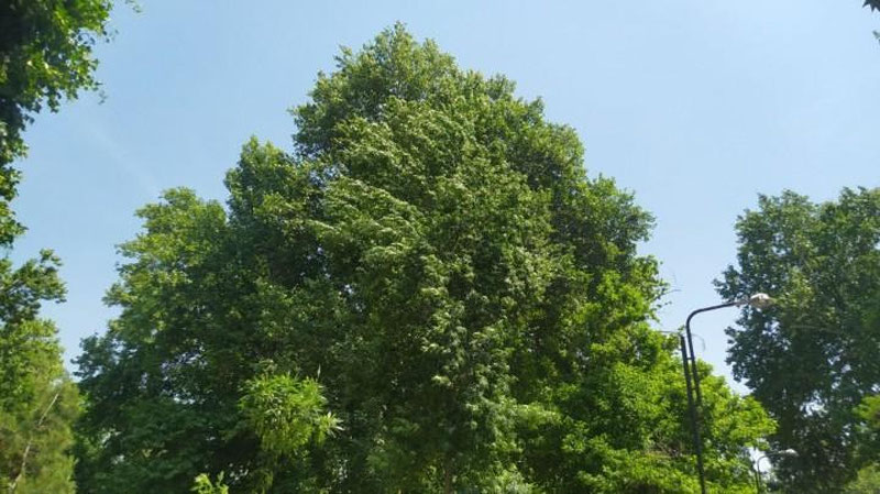 Изрображение 'Какая погода ждет узбекистанцев на этой неделе?'