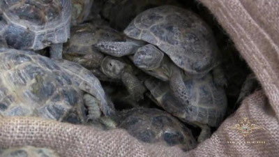 'Samarqandda 30 bosh Markaziy Osiyo toshbaqasi bolalari noqonuniy sotuvdan olib qo`yildi'ning rasmi