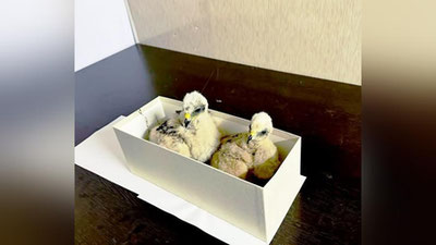 'Ўзбекистондан олиб чиқиб кетилаётган калхатлар ушлаб қолинди'ning rasmi