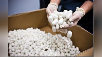 'Xonadonlarda pilla etishtiruvchilarga subsidiya ajratiladi'ning rasmi