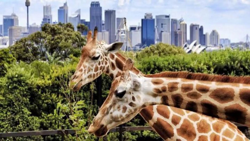 'DUBAYDA 119 GEKTARLIK SAFARI BOG`I OChILADI'ning rasmi