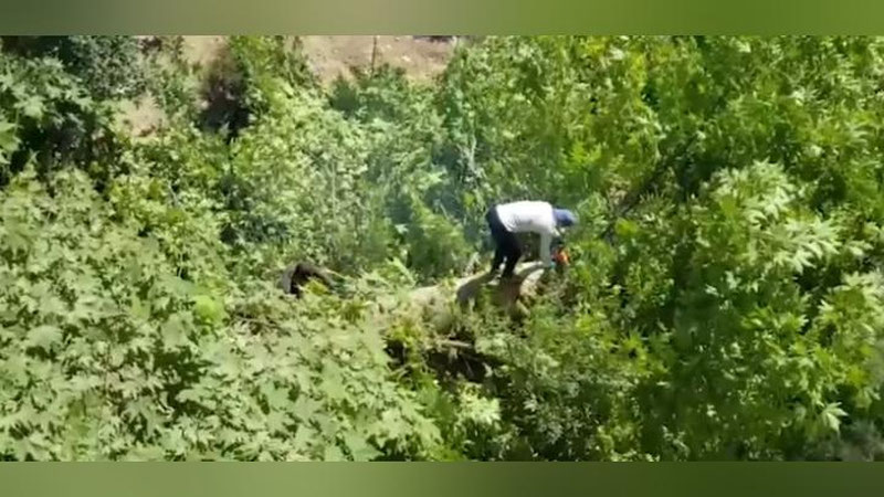 Изрображение 'На юнусабадского лесоруба завели уголовное дело'