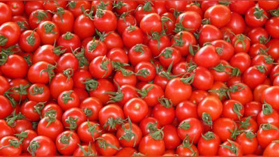 'O`zbekiston kancha pomidor eksport qilgani ma`lum bo`ldi'ning rasmi