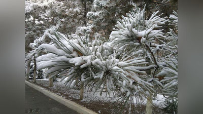 Изрображение 'В ТАШКЕНТЕ ВЫПАЛ ПЕРВЫЙ СНЕГ (ФОТО)'