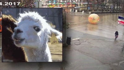 '​Пермлик эркак серқатнов йўлда шаффоф шар ичида ҳаракат қилди (Видео)'ning rasmi