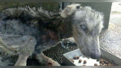 'Balida o`lim yoqasida yotgan kuchukcha qutqarib qolinib, g`aroyib sodiq do`stga aylandi (Foto)'ning rasmi