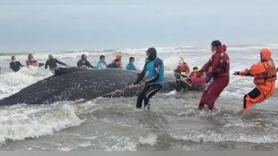 'Argentinada qirg`oqqa chiqib qolgan ulkan kit okeanga qaytarildi'ning rasmi
