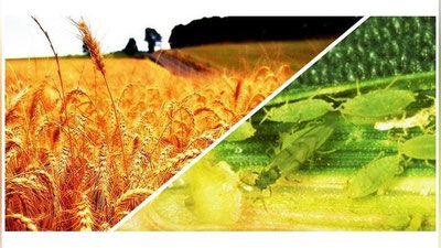 'Havo haroratining ko`tarilishi zararkunanda hasharotlarning ko`payishiga sabab bo`ladi 'ning rasmi