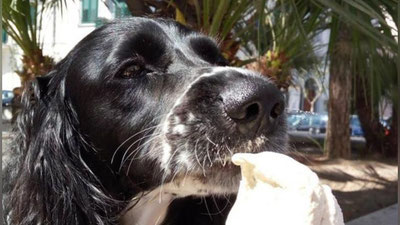 '​Италияда итларга мўлжалланган музқаймоқлар сотувга чиқарилди'ning rasmi