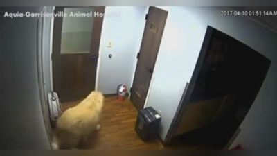 '​Ит ҳайвонлар даволанадиган шифохонадан эшикларни ўзи очиб, қочиб кетди (Видео)'ning rasmi