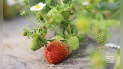 Изрображение 'Узбекские ученые вывели новый сорт клубники'