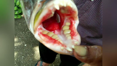 'Индонезияда одам тишли балиқ қармоққа илинди (Видео)'ning rasmi